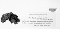 Physconia muscigena image
